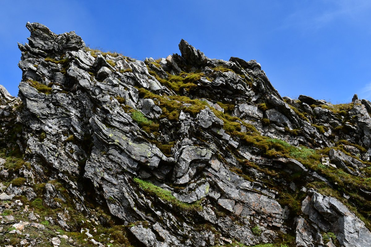 Walked up #BenLawers recently to collect functional trait / environmental data on #Saxifraga cernua. An ice-age relict that's restricted to cracks in gnarly rocks on a few mountains in Scotland. Sad to see such a small population impacted by dwindling snow-cover days.