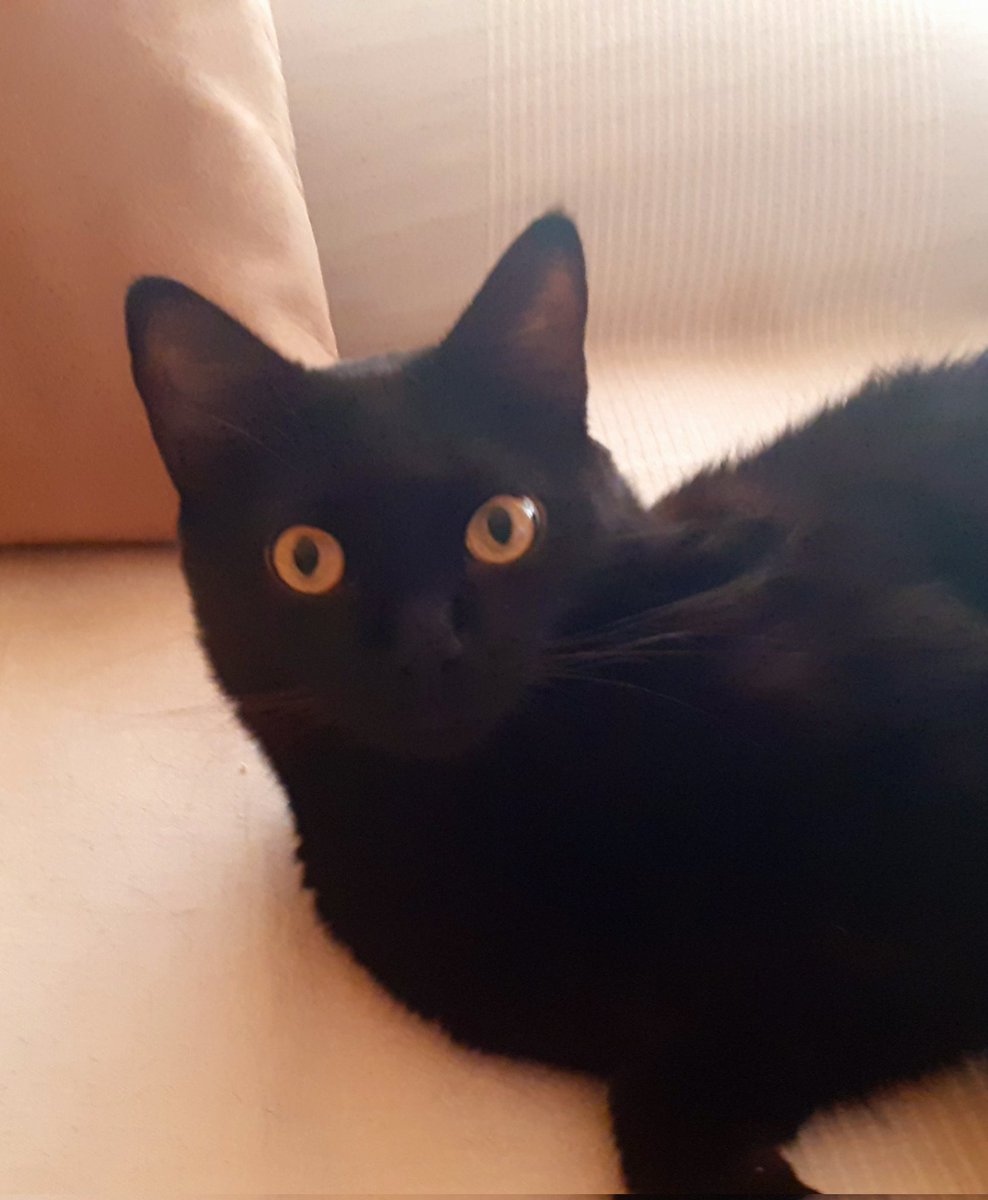 LaGuerreradeVox's tweet image. Mi gato viendo como me parto la caja sola!!!🤣🤣🤣🤣🤣🤣🤣🤣
#mipantera ❤