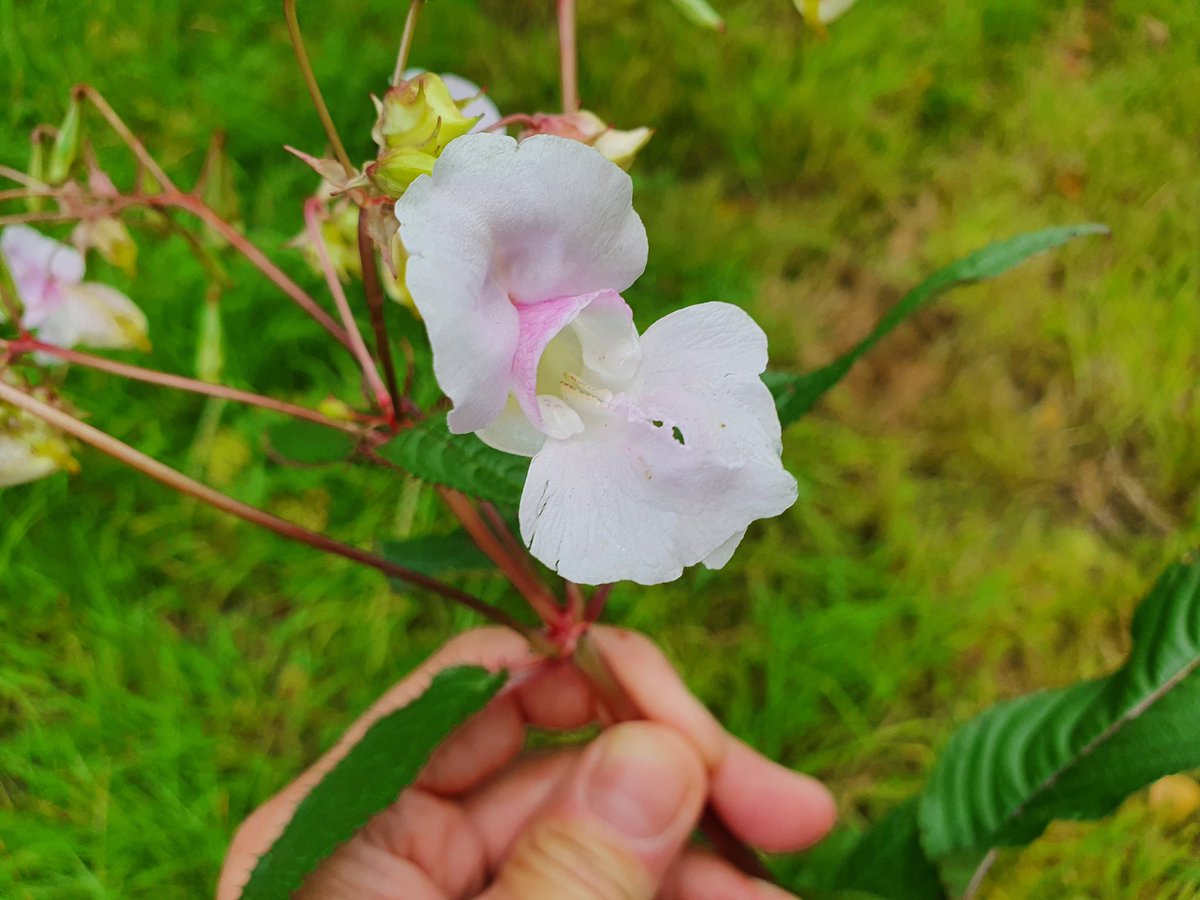 Cymbeline_Colne's tweet photo. I've said it before but please look out for these plants along any river and report to Essex Wildlife Trust. Look out for rhubarb-red stems, elongated and serrated leaves and pink orchid-like flowers. #EssexWildlife https://t.co/DAFJHRryEj