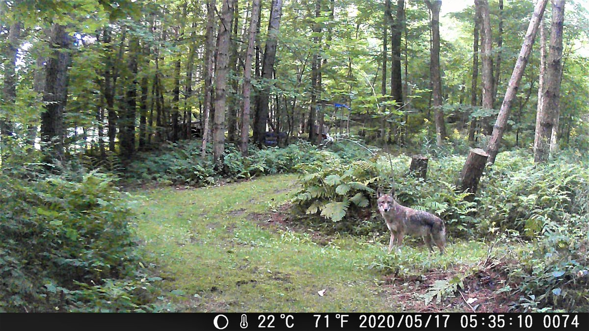 Caught this beauty on my trail cam this morning, 8/22/21.  The date stamp on my camera was not set to the current date.  I'll be keeping a close eye on my livestock.