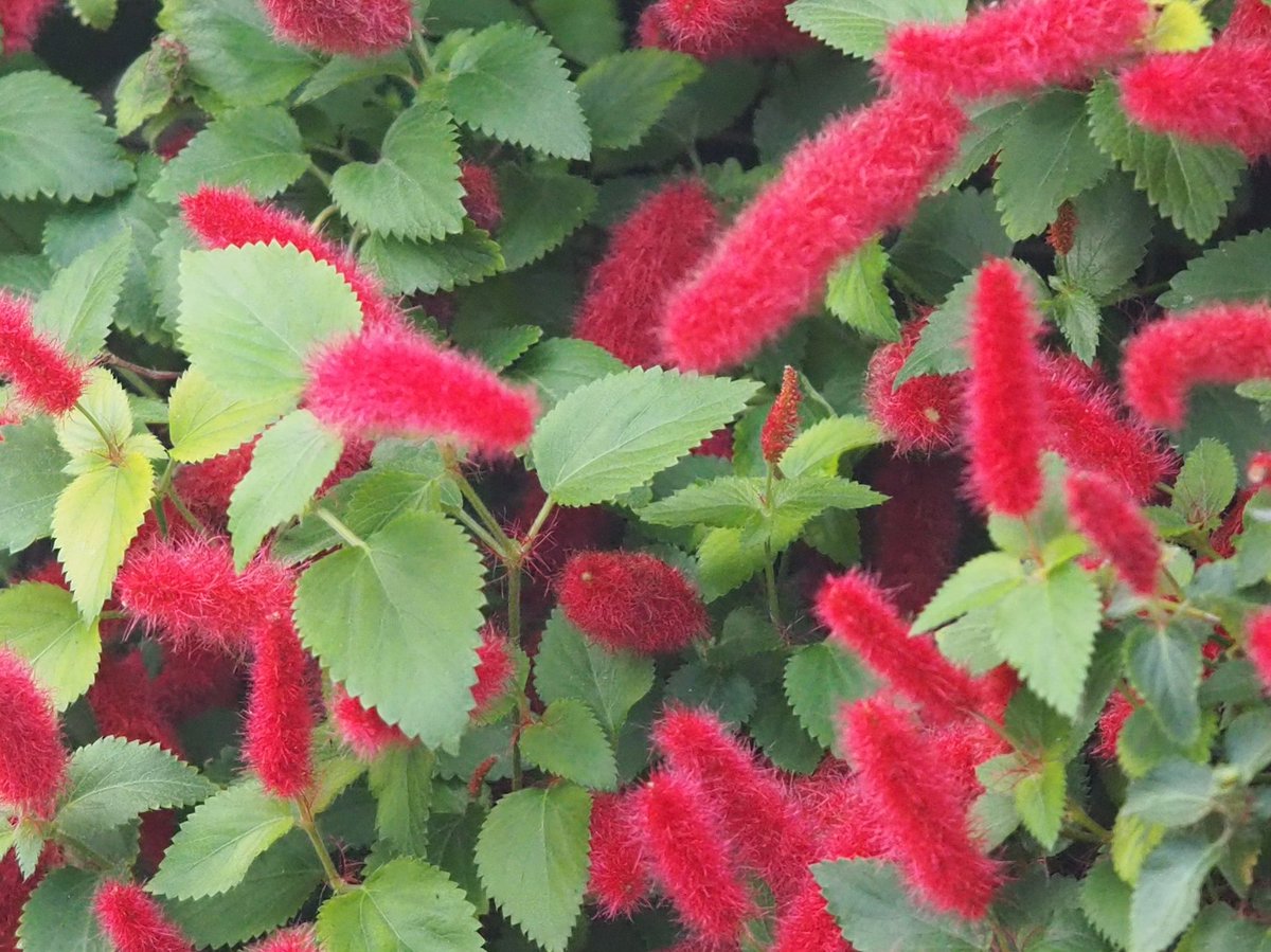 キャットテール Twitter Search