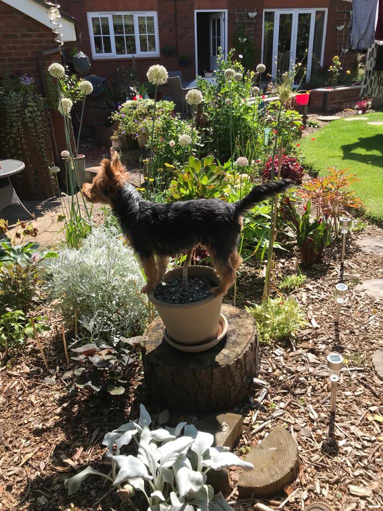 SabbyRoss's tweet photo. @TheMontyDon Our very own Patti, called Wispa. Eight months old and full of character https://t.co/YLXP0OV8fk