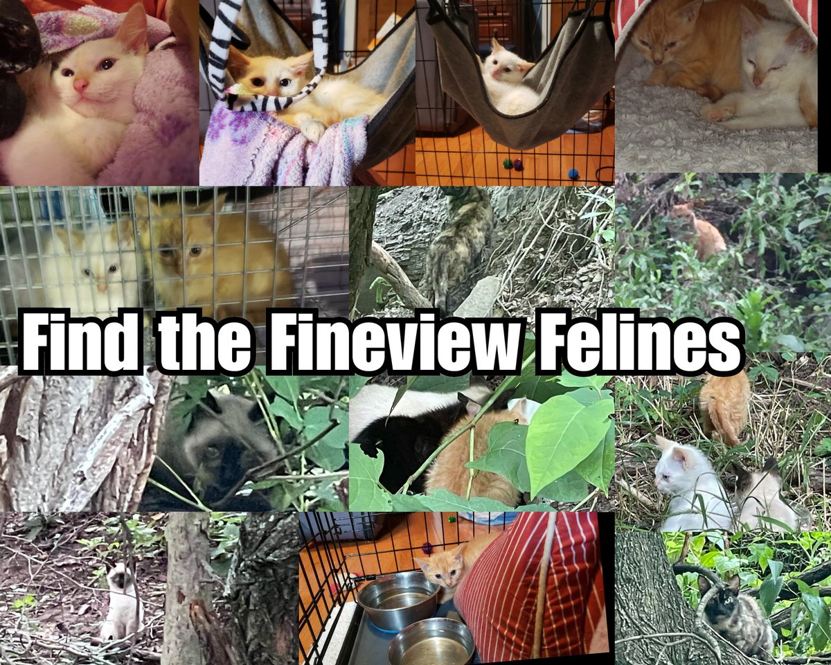 PghLesbian24's tweet photo. HELP NEEDED IN FINEVIEW.
Here's a story of a little cat family that needs help ...the #FineviewFelines - 2 sick #kittens need trapped ASAP We have excellent volunteers, need experienced trapper please #cats #CatsOfTwitter Details #siamese https://t.co/nDQeFDC0bp #pghnorthside https://t.co/ky2RNv37hh
