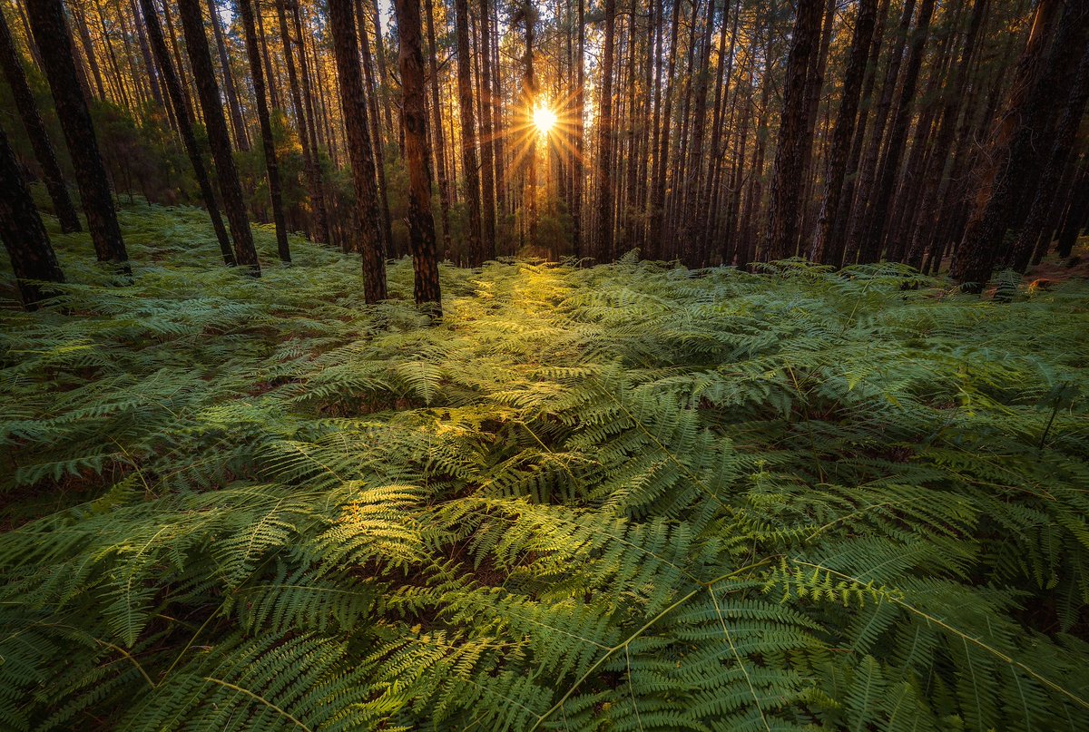 Tras casi un mes fuera de Canarias creo que es hora de compartir una imagen de mi querida isla.

After almost a month away from the Canary Islands, I think it is time to share an image of my beloved island.

#summer #island #WorldPhotographyDay2021
