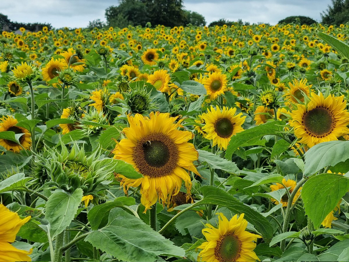jenny_anglesey's tweet photo. A few from #Anglesey today. We did the #hootonssunflowers trail. More #bees and #sunflowers than I've ever seen https://t.co/n9FRAn3tCd