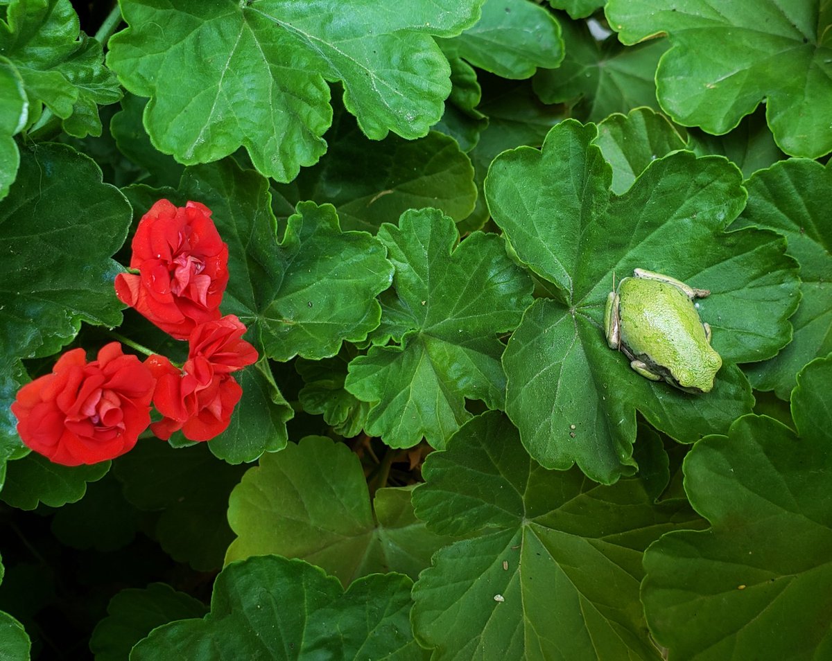 TheDianaWilde's tweet photo. Wee green froggie on a geranium. #actorslife #actorsathome #actorswithgardens 😊💚🎭 https://t.co/YYvxLagXVa