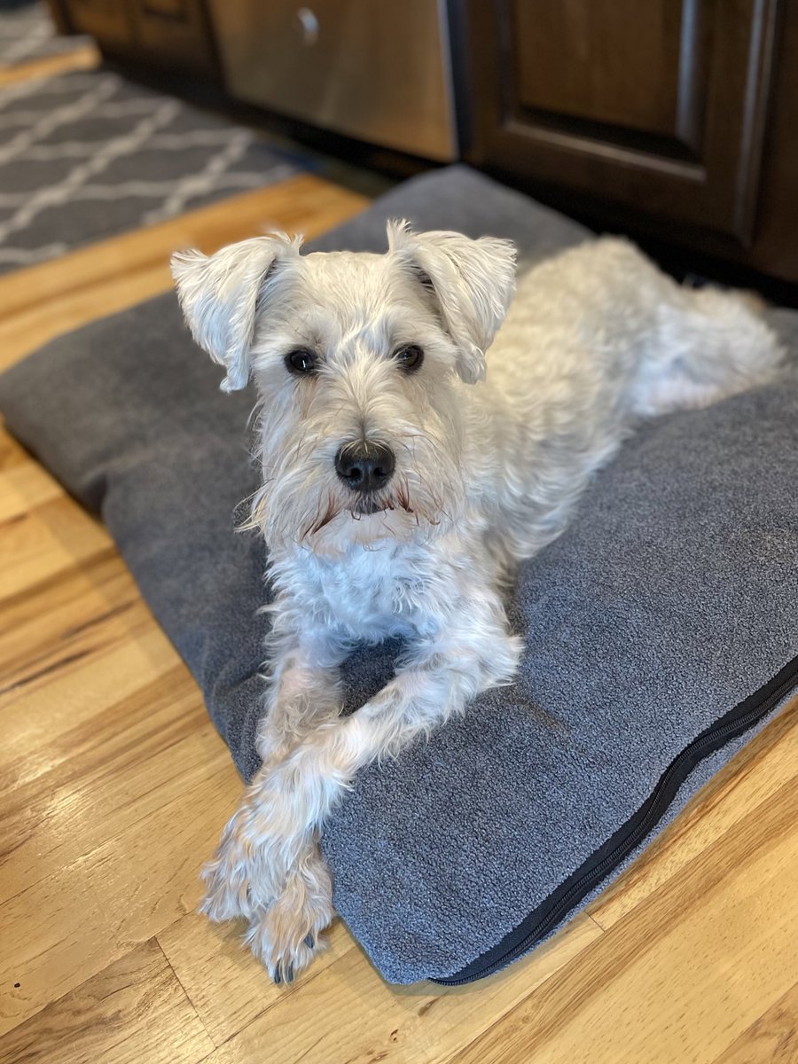 3 Pack - Otto, Kira & Gunther tweet media