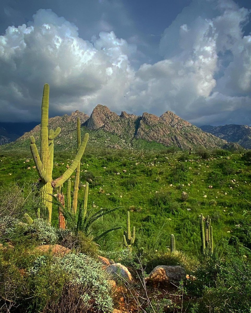 AZStateParks's tweet image. The desert storms bring green grass and a greener #SaguaroSunday! bit.ly/2yaQxAH

📸 @|hiker_in_arizona