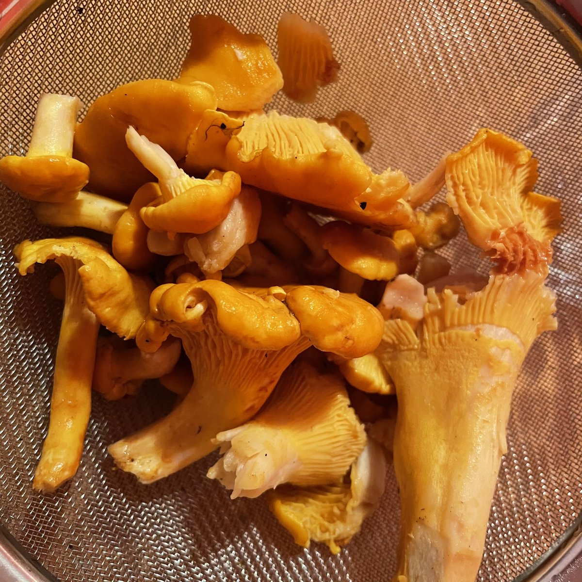 Les joies de #SaintDiédesVosges : s’échapper une heure en forêt en fin d’après-midi... &amp; revenir presque malgré soi avec une poignée de girolles😊! #Vosges #22août