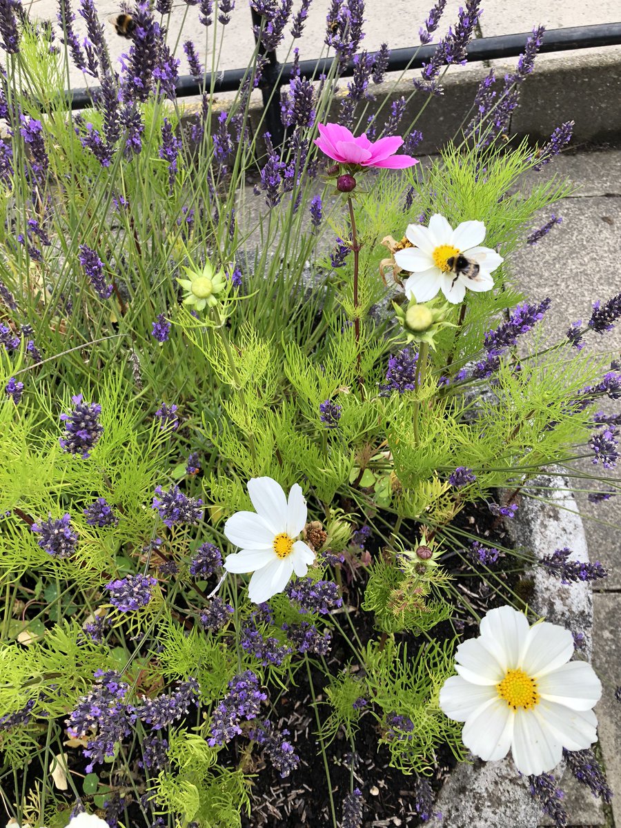 CockenziePS_Parent_Council tweet media