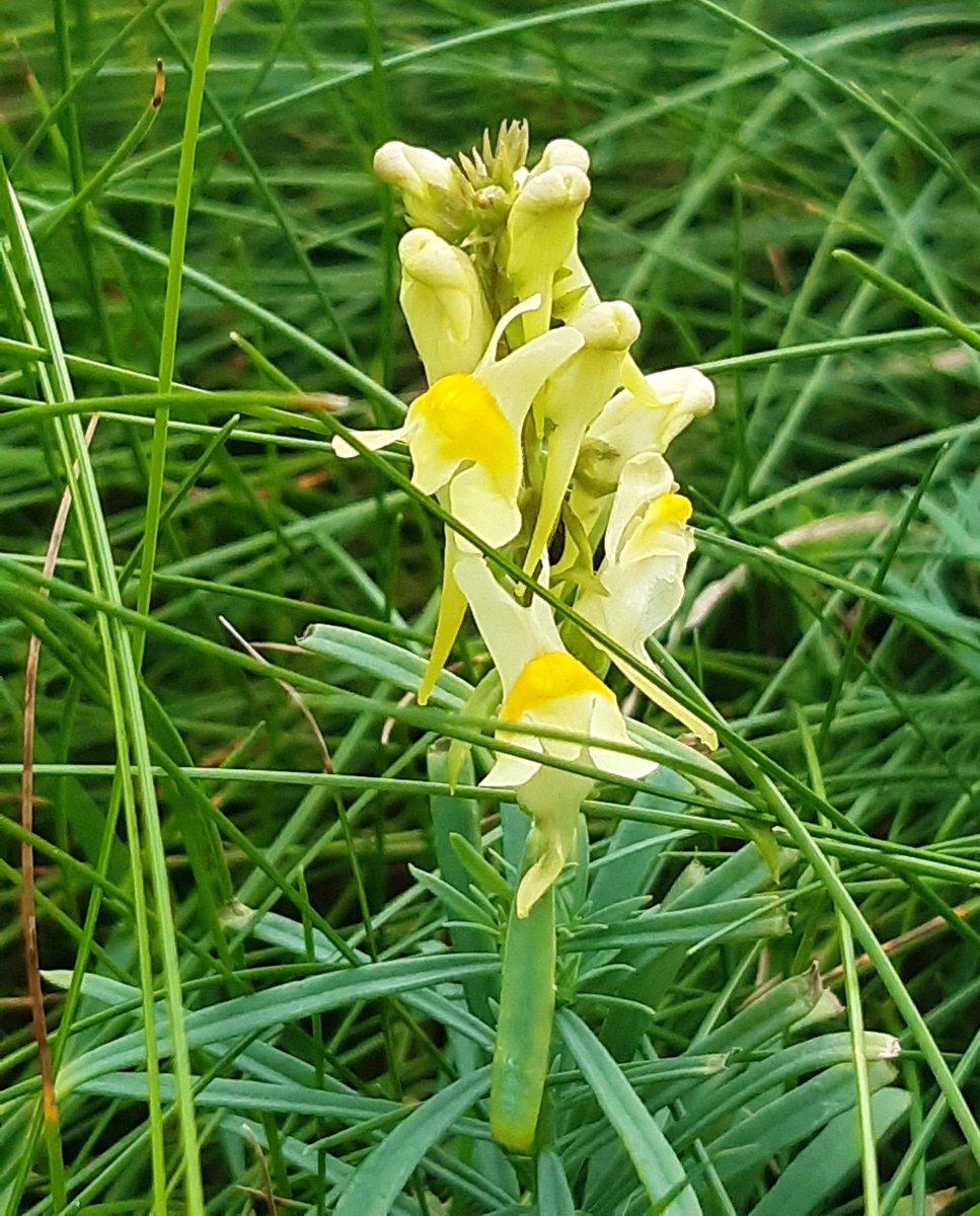 BevHunt72's tweet photo. After an early start &amp; drive to #Morwenstow #Cornwall I completed #Walk5 of 55 for #OneMedicine @HumanimalTrust in just under 5 hours. It was 6.3 miles long &amp; took 14,000 steps. The flora &amp; fauna along the way were lovely.. and the cuppa &amp; cake at the end 
https://t.co/9UUUGXoP5Q https://t.co/uDsiyr5OJ9