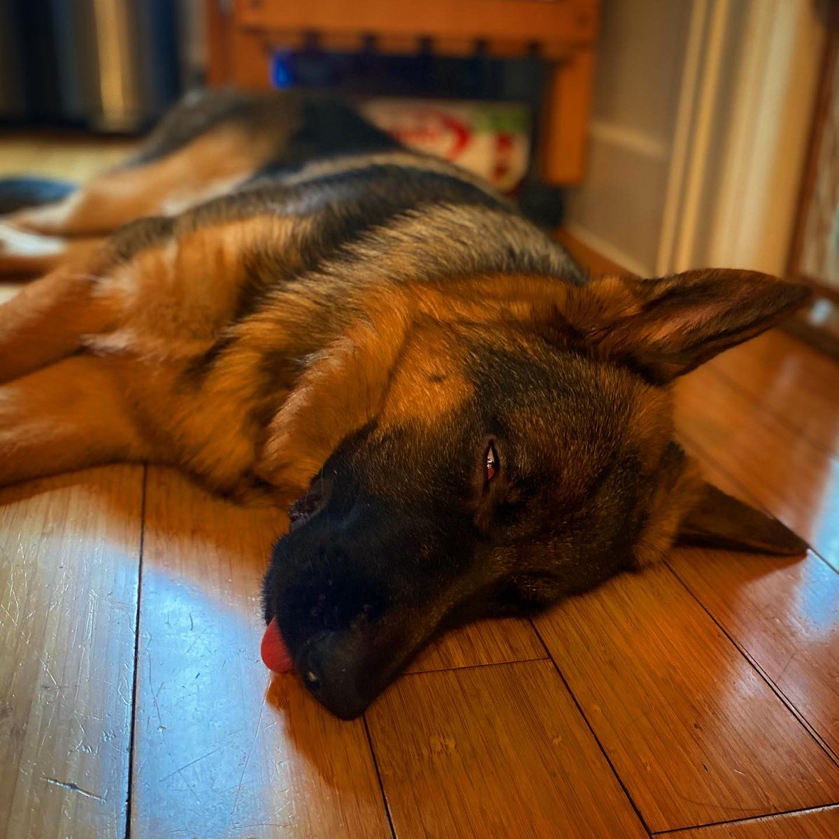 AdamDelRe's tweet image. Nothing to do but nap on a rainy Sunday…

#FreddySpaghetti #LazySunday #HurricaneHenri2021