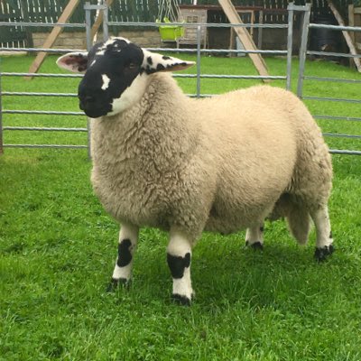lambingtales's tweet image. #NewProfilePic just a fair sort #derbyshiregritstonesheep