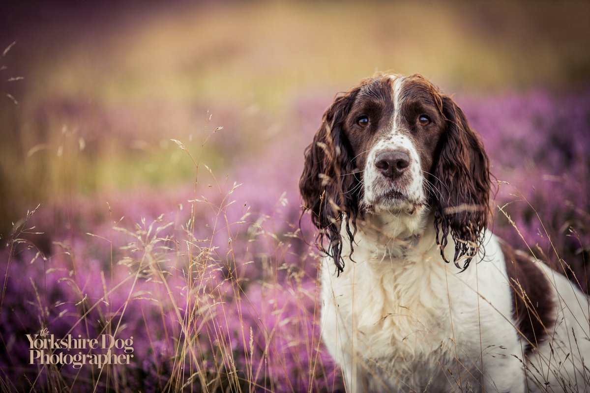 Natural portraits in the natural environment 🌿 #yorkshiredogphotographer #dogphotography #yorkshiredogphotographer