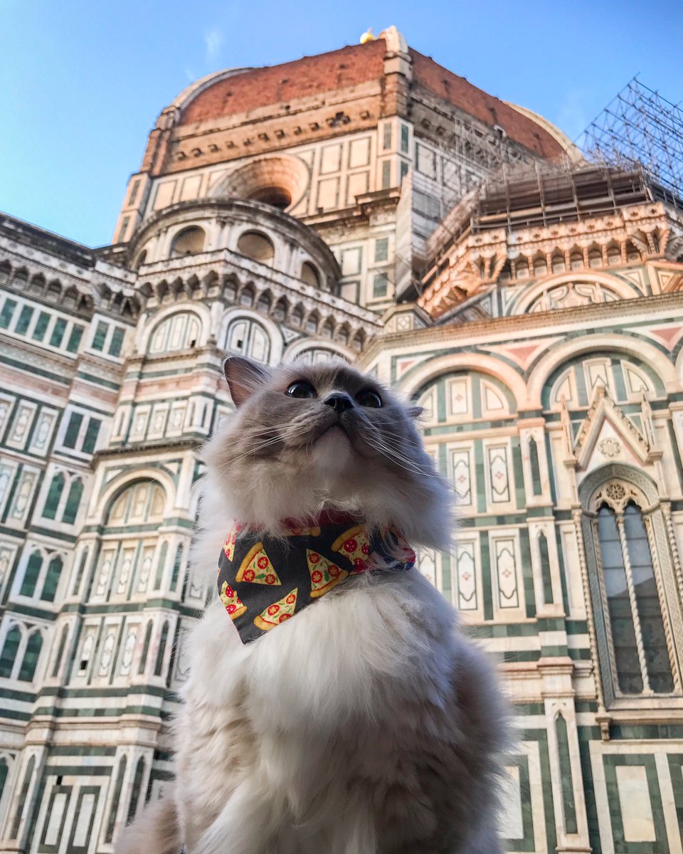 Trabalhando pra dar pra minha gata a vida que ela merece