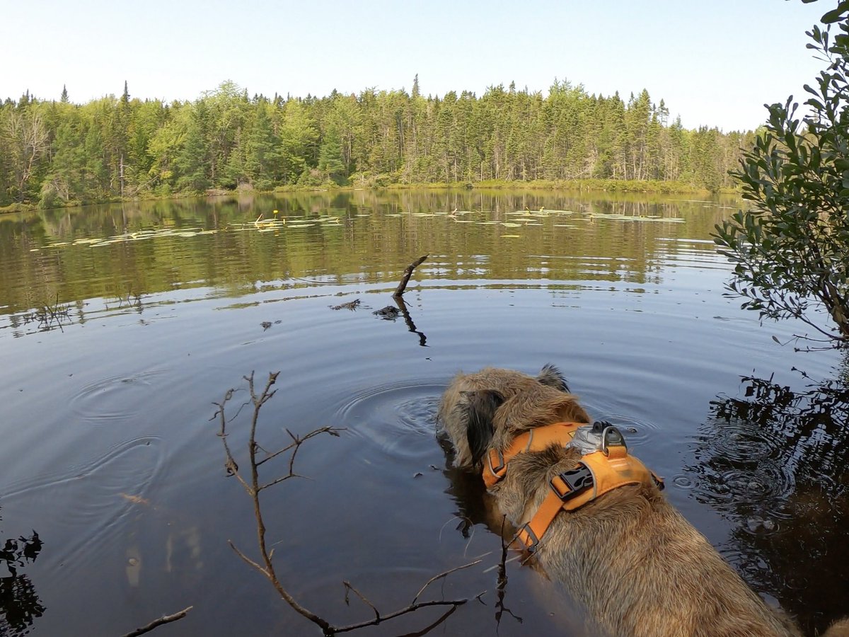 Hubble_BTerrier's tweet image. We went for a hike today in Nine Mile River. It was a little warm but there was a chance to get wet and cool off at the half way point. 😁🐾🐾🐾 #BTPosse #HubbleCam
