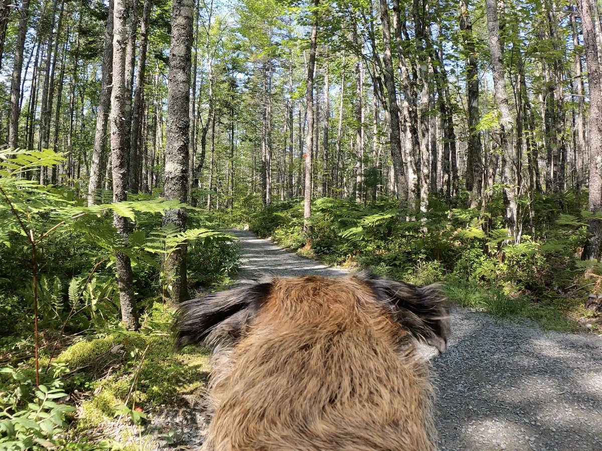 Hubble_BTerrier's tweet image. We went for a hike today in Nine Mile River. It was a little warm but there was a chance to get wet and cool off at the half way point. 😁🐾🐾🐾 #BTPosse #HubbleCam