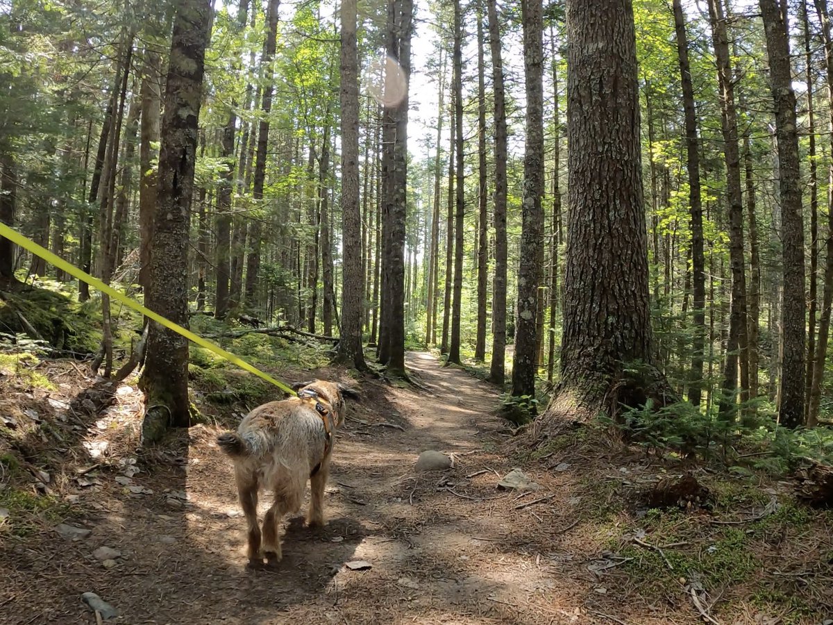 Hubble_BTerrier's tweet image. We went for a hike today in Nine Mile River. It was a little warm but there was a chance to get wet and cool off at the half way point. 😁🐾🐾🐾 #BTPosse #HubbleCam