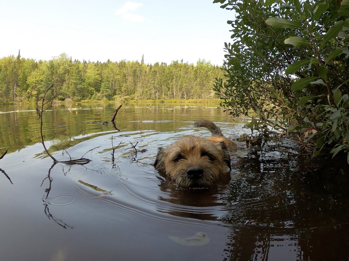 Hubble_BTerrier's tweet image. We went for a hike today in Nine Mile River. It was a little warm but there was a chance to get wet and cool off at the half way point. 😁🐾🐾🐾 #BTPosse #HubbleCam