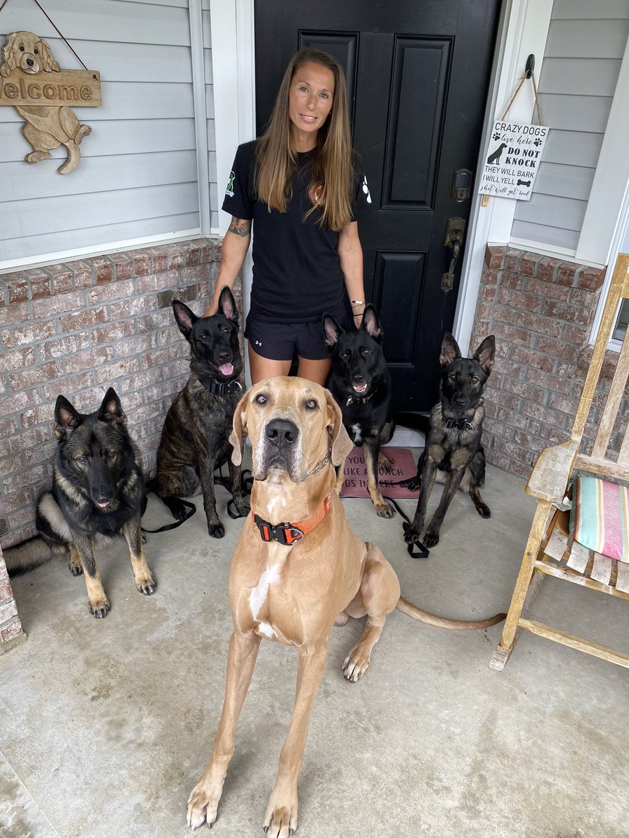 A whole day with no board and train means QT with my crew. 🥰#gsd #dutchshepherd #greatdane #workingdogs #squad #qualitytime