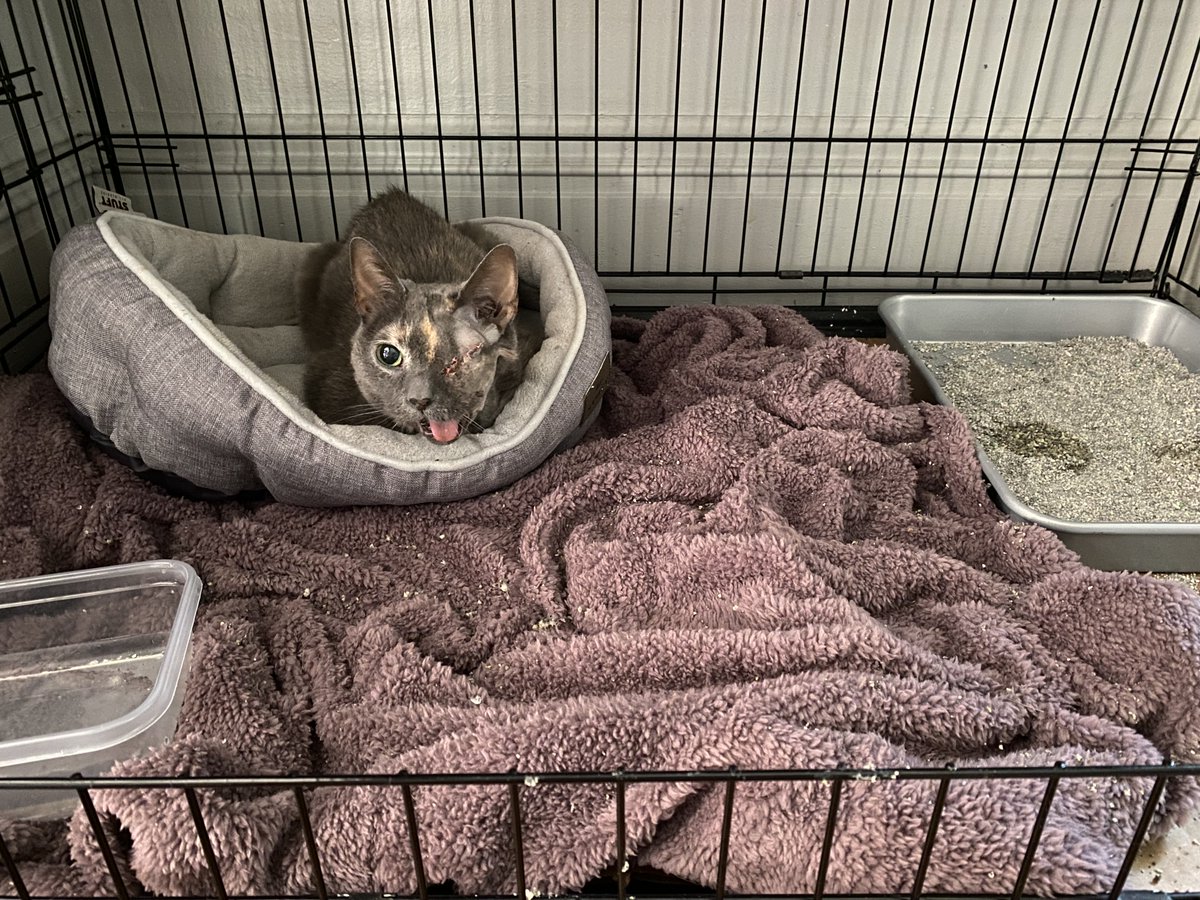 JustSoSmall's tweet image. I threw a rager while mom was asleep! Trashed my house and kicked off my party hat (cone)! #CatsOfTwitter #catsofinstagram #cats #partyhard #oneeyedcat #blep