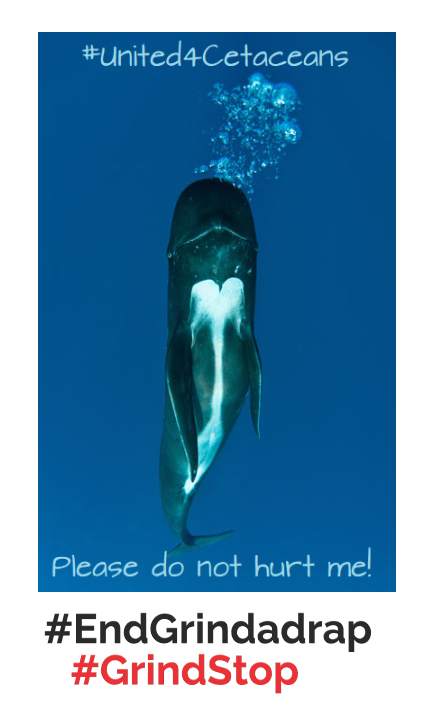 Meow4Panthers's tweet photo. Please do not hurt Dolphins &amp; Whales! Did you know that Pilot Whales and Orca are actually in the Dolphin Family! In this Image is a Long-finned Pilot Whale!🐬💙 #United4Cetaceans #GrindStop  #GrindStopProtest #Justice4KaiKeola #Justice4KaiKeolaBaby #EndGrindadrap #OpBloodyFjords https://t.co/5SyjMk78WK