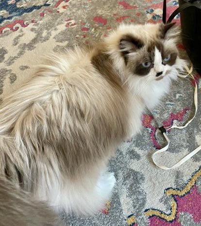 NYC MISSING CAT ALERT: Oliver is lost at 94th and Broadway. If you’ve seen or found him please go to this site: lostmydoggie.com/details.cfm?pe… and/or call 877-818-0060 and PLEASE RT OLIVER!