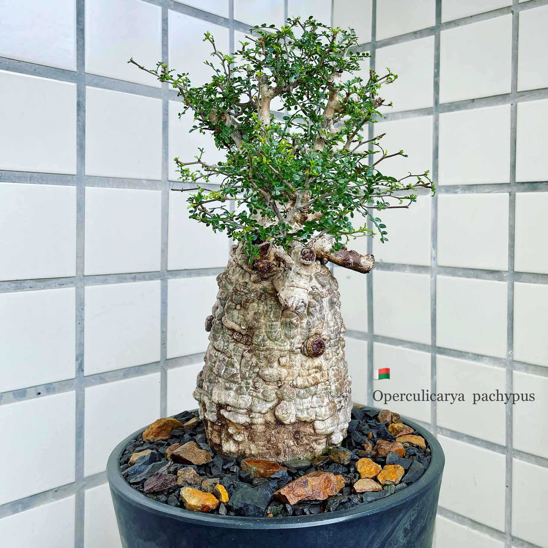 陳岳揚on Twitter 象足漆樹 漆樹科蓋果漆屬 馬達加斯加島特有植物 產地是馬島西南海岸的圖利亞拉 Toliara 象足漆樹operculicarya Pachypus 馬達加斯加島非洲特有物種之一 主要棲息地在馬達加斯加西南部的一小片地區 與該島上的大多數植物一樣 具有許多獨特的