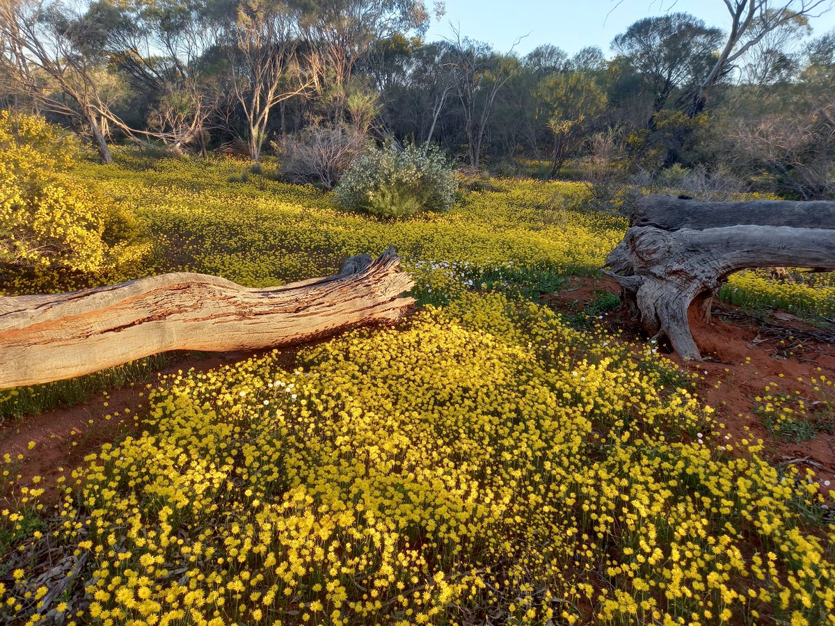 BotanistRob's tweet image. Last night's camp, at Canna.