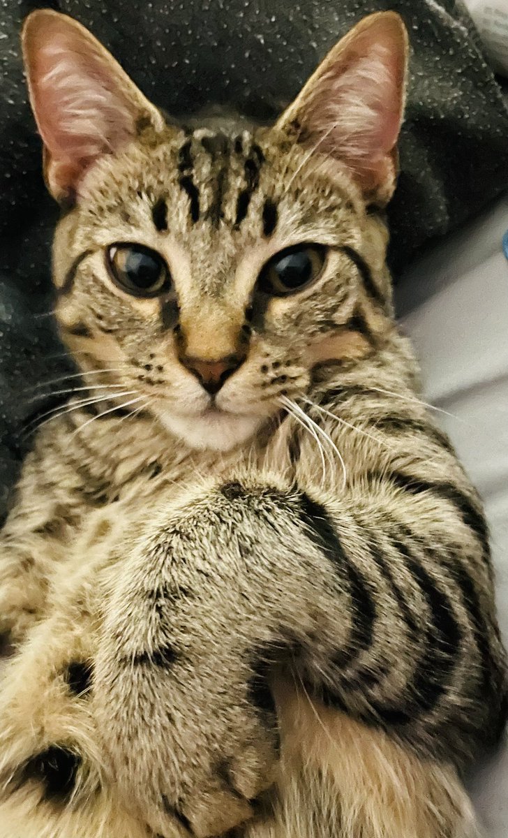 If your pet was on a dating website, post the photo that would be their profile pic. I’ll start…