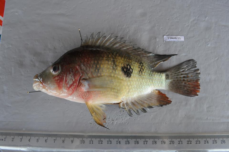 BBM_Wong's tweet image. Evolutionary insights into phenotypic diversification in cichlid fishes. New @molecology paper co-led by @WillSowersby &amp;amp; @IslandGenomics (with @Topi_Lehtonen @chapple_lab @Marialen91 @Mark_Ravinet @BarluengaMarta). @MonashBiol #BobWongLab #MonashEvolution

onlinelibrary.wiley.com/doi/10.1111/me…