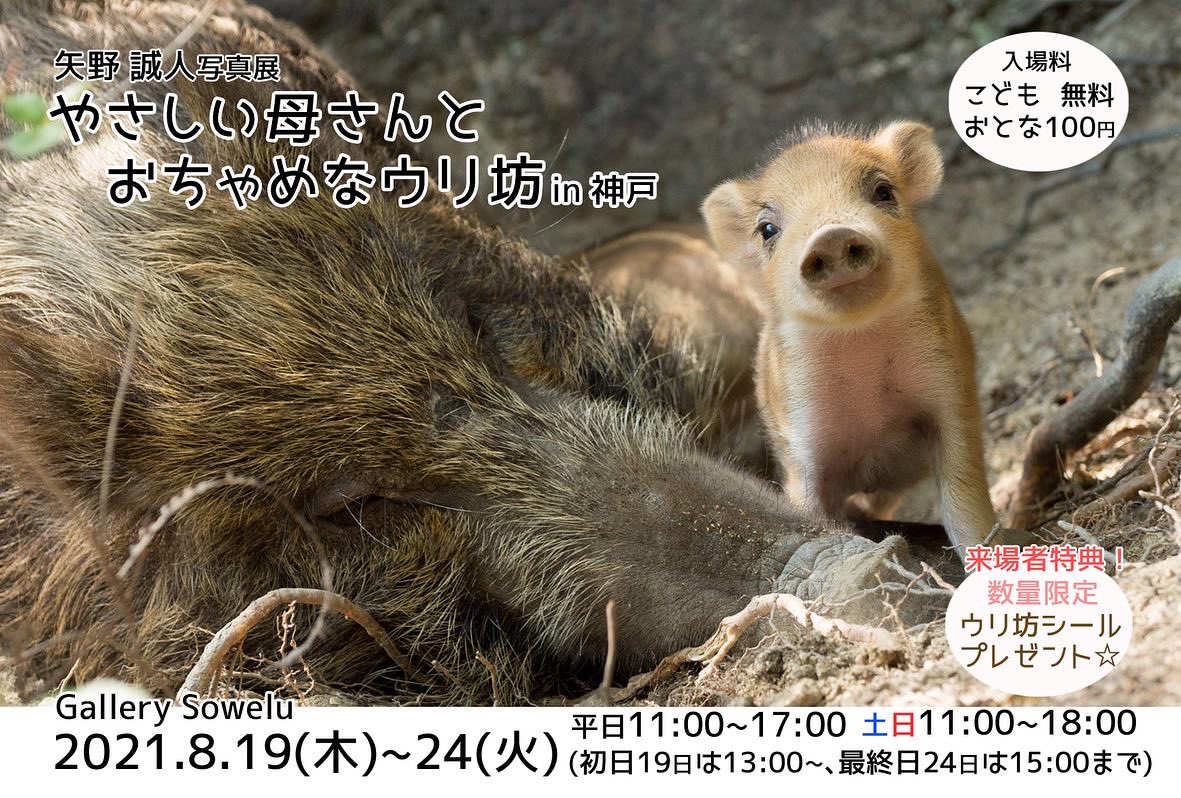 イノシシ Twitter Search