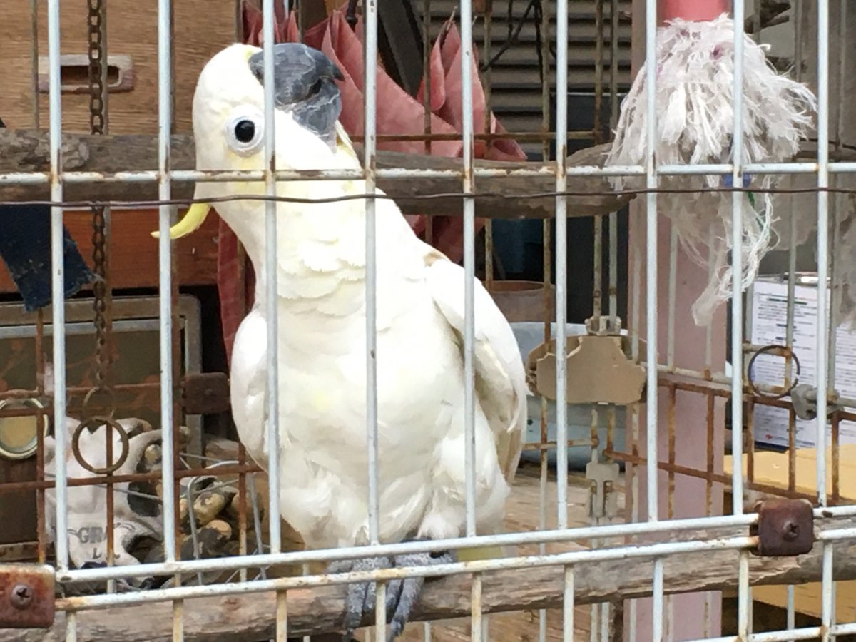 清水裕子 鵜の木の民家の玄関先の大きな鳥かごにいる白いオウム お辞儀して こんにちは と言うと オウム はつつつーと止まり木の真ん中に寄り大きく体を前後に揺らして コンニチハ と挨拶 挙動まで真似てくれるオウムは初めて それにしても 白い 清水裕子 鵜の木の民家の玄関先の大きな鳥かごにいる白いオウム お辞儀して こんにちは と言うと オウム はつつつーと止まり木の真ん中に寄り大きく体を前後に揺らして コンニチハ と挨拶 挙動まで真似てくれるオウムは初めて それにしても 白い