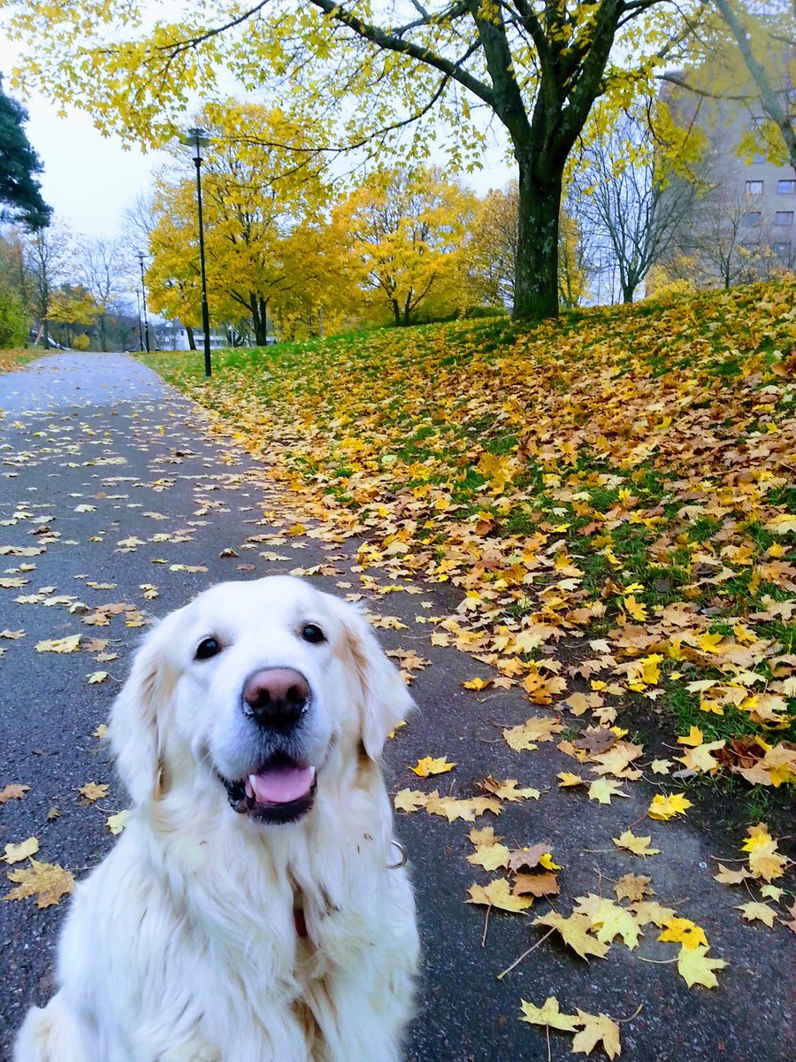 SheylolTV's tweet photo. @FlyQuest Here’s Lady! https://t.co/8HrsrwA0cF