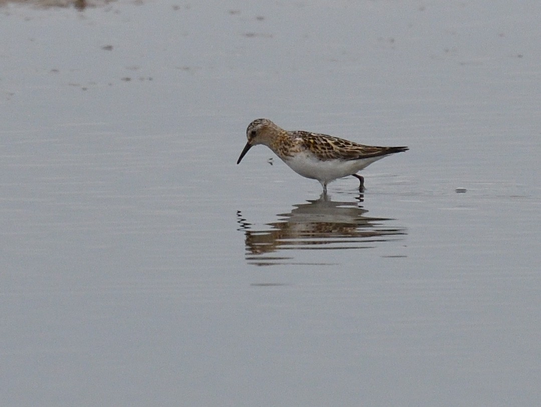 JoKingDevon's tweet photo. It's such a tonic to be surrounded by thousands of birds again, so easy to forget when you've not seen much for weeks Weather and light has been dire but every moment a thrill - pure entertainment watching these #LIttleStints @RSPBFrampton https://t.co/Do54KAFDm1