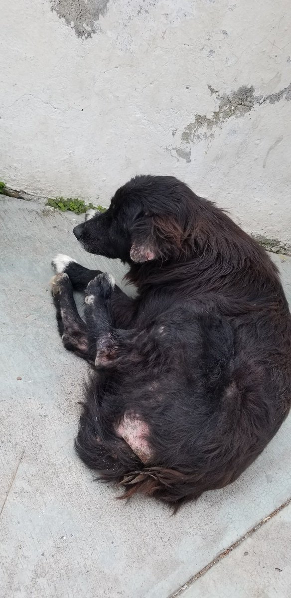 wenbc10's tweet photo. @TurismoTaxco En el Cristo hay 1 perro maltratado y con tumores, 1 perra en celo con una pata lastimada, es muy triste venir a #Taxco y ver que no ponen atención a estas situaciones, estas en el mirador y ver cómo sufren no deja bonita experiencia. #maltratoanimal  #abandono https://t.co/jQoOv00MyM