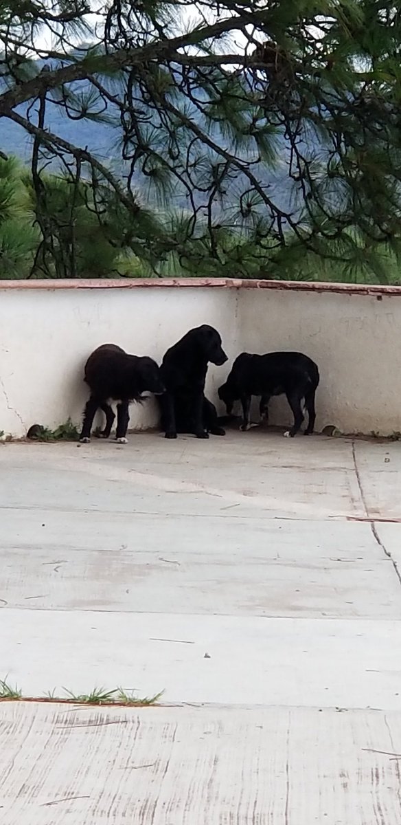 wenbc10's tweet photo. @TaxcoHabla En el Cristo hay 1 perro maltratado y con tumores, 1 perra en celo con una pata lastimada, es muy triste venir a #Taxco y ver que no ponen atención a estas situaciones, estas en el mirador y ver cómo sufren no deja bonita experiencia. #maltratoanimal  #abandono https://t.co/i619PBSC2h