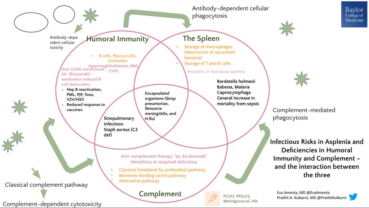 Do you want to teach in the clinical setting but have limited time? Check out this #IDChalkTalk on infectious risks of asplenia by @EvaAmenta & @PrathitKulkarni (idsociety.org/MedEdCOP, click on Teaching & Learning Resources, then ID Chalk Talks) #IDMedEd #MedEd
