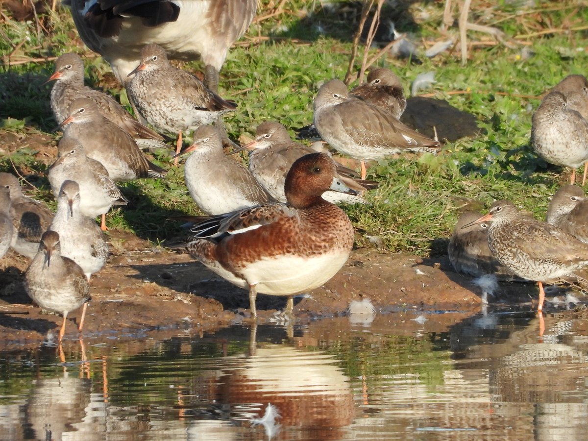 exeterbirder's tweet photo. 2 Ruff (ad male + fem juv), 1 Snipe, 37 Greenshank, 11 Whimbrel, 4 Little Grebes and a single Wigeon on #BowlingGreenMarsh with usual large numbers of waders + Kingfisher in front of #ViewPlatform over the evening high tide @RSPBExeEstuary https://t.co/i8ImuiOyE6