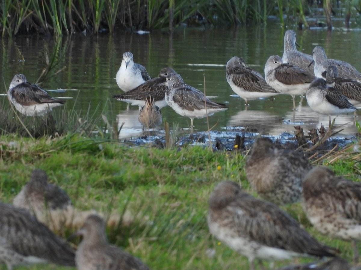 exeterbirder's tweet photo. 2 Ruff (ad male + fem juv), 1 Snipe, 37 Greenshank, 11 Whimbrel, 4 Little Grebes and a single Wigeon on #BowlingGreenMarsh with usual large numbers of waders + Kingfisher in front of #ViewPlatform over the evening high tide @RSPBExeEstuary https://t.co/i8ImuiOyE6