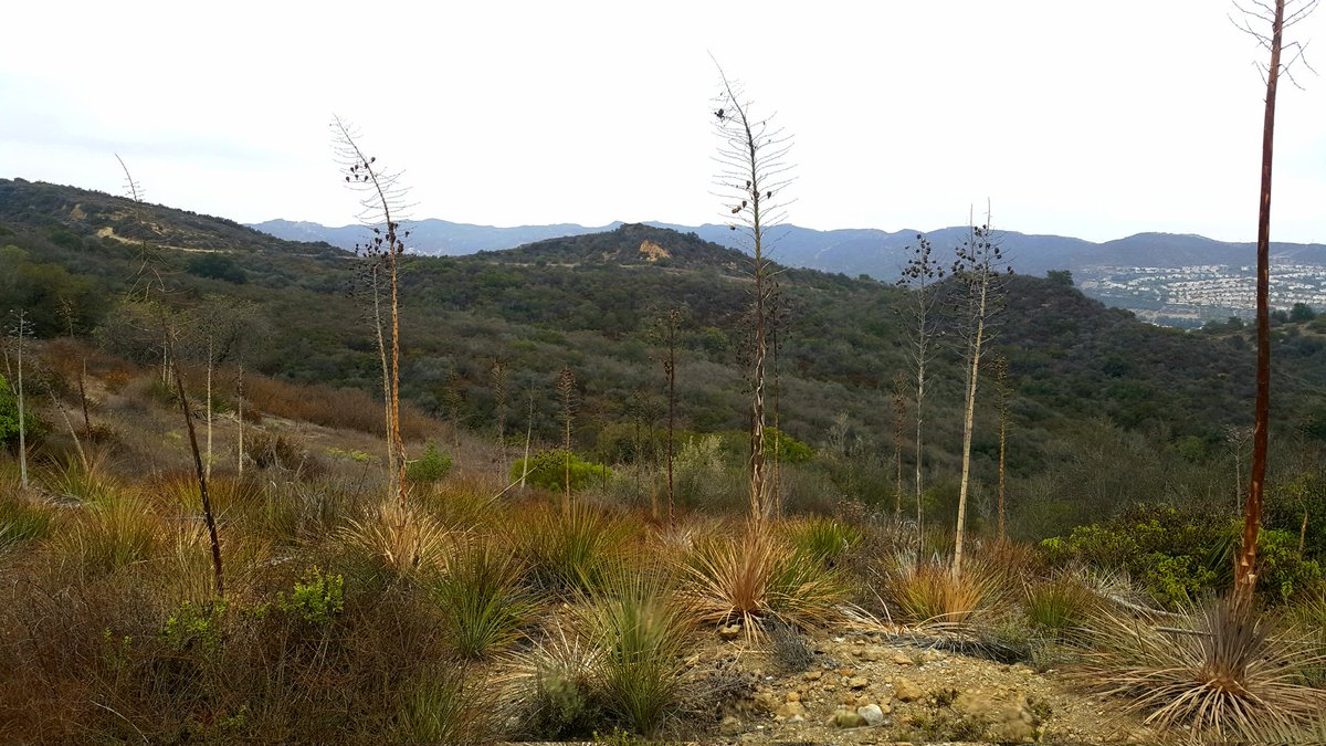 griz1's tweet photo. The training for #SplitMountain begins... 30+ lb pack to start. Hiking in #TopangaSP @CAStateParks @SantaMonicaMtns with @mackpurp @KingProphet #DCrowley. @LAHiking @LosAngelesWalks @dayhikingtrails @paul_krogstad @scrub @PirouzKavehpour @LAHikingSociety @HikingAndNature @Inyo_NF https://t.co/6Ss9aUyL6H