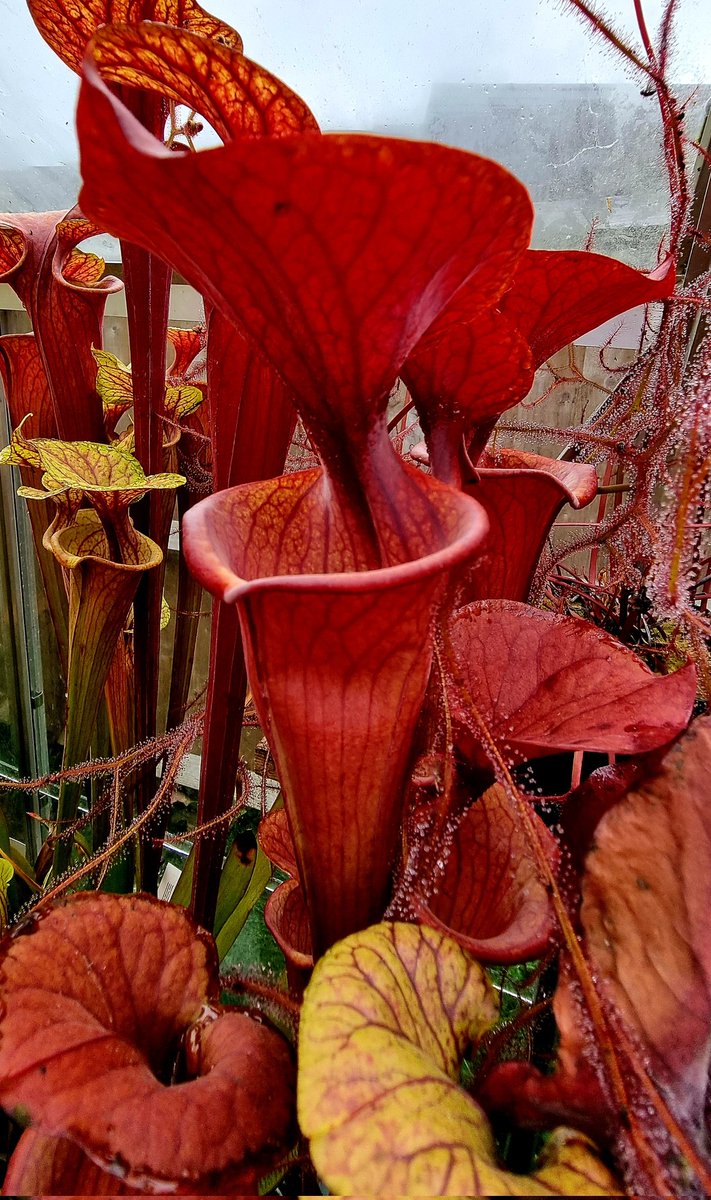 JLClements89's tweet photo. Three different clones of S. flava var. atropurpurea Blackwater River State Forest FL #Sarracenia #Sarraceniaceae #CarnivorousPlants https://t.co/TodCwnWTjg