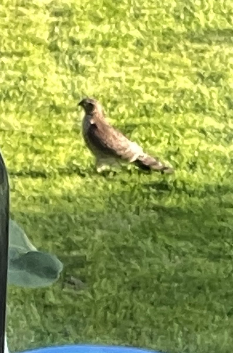 danielMhall87's tweet photo. @Natures_Voice Hi! Apologies for the poor picture quality (I was quite far away)  but can anybody identify this bird? https://t.co/tI8cao2eMS