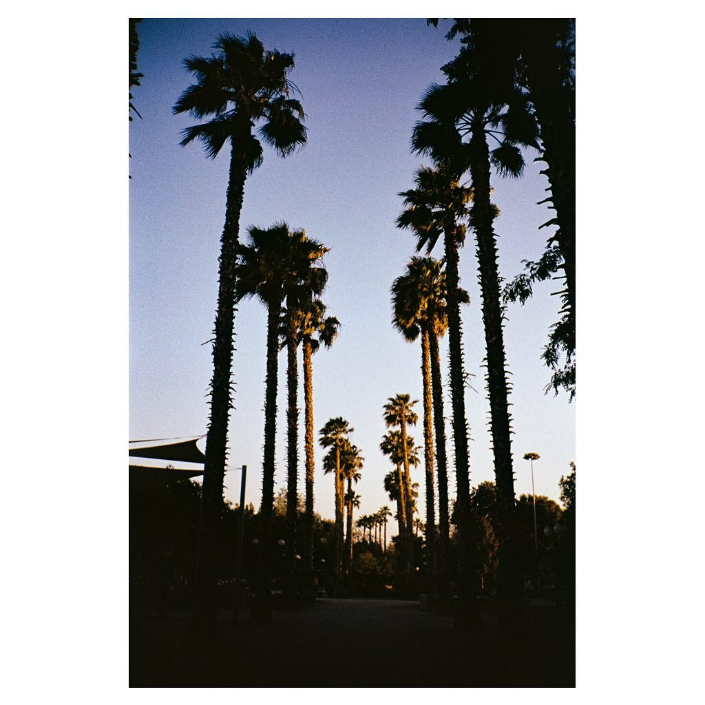 JT_Hos's tweet photo. 🌴🌴🌴
.
.
.
#Canon #analogfilm #thedaily35mm #filmisnotdead #filmphotography #35mm #filmwave #shootonfilm #photography #filmphotomag #film_photo #analogphotography #infilmwetrust #analog #thefilmshot #35mmfilm #travelphotography #theanalogclub #ishoo… https://t.co/MEUaMTtEiF https://t.co/WlU44yE1vY