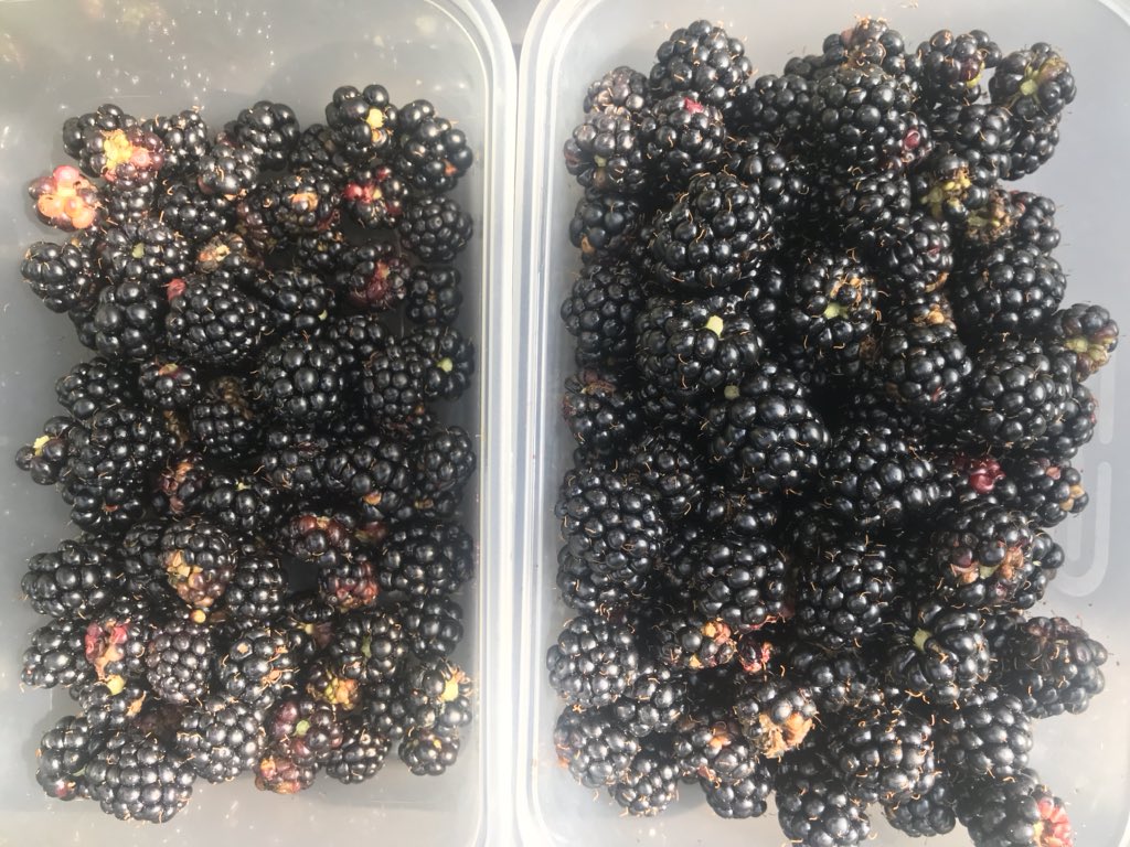 C_MAlexander's tweet photo. That time of year again when the unruly corners of the garden donโt seem so unkempt after all...! #brambleseason https://t.co/b1HU1wUjtv