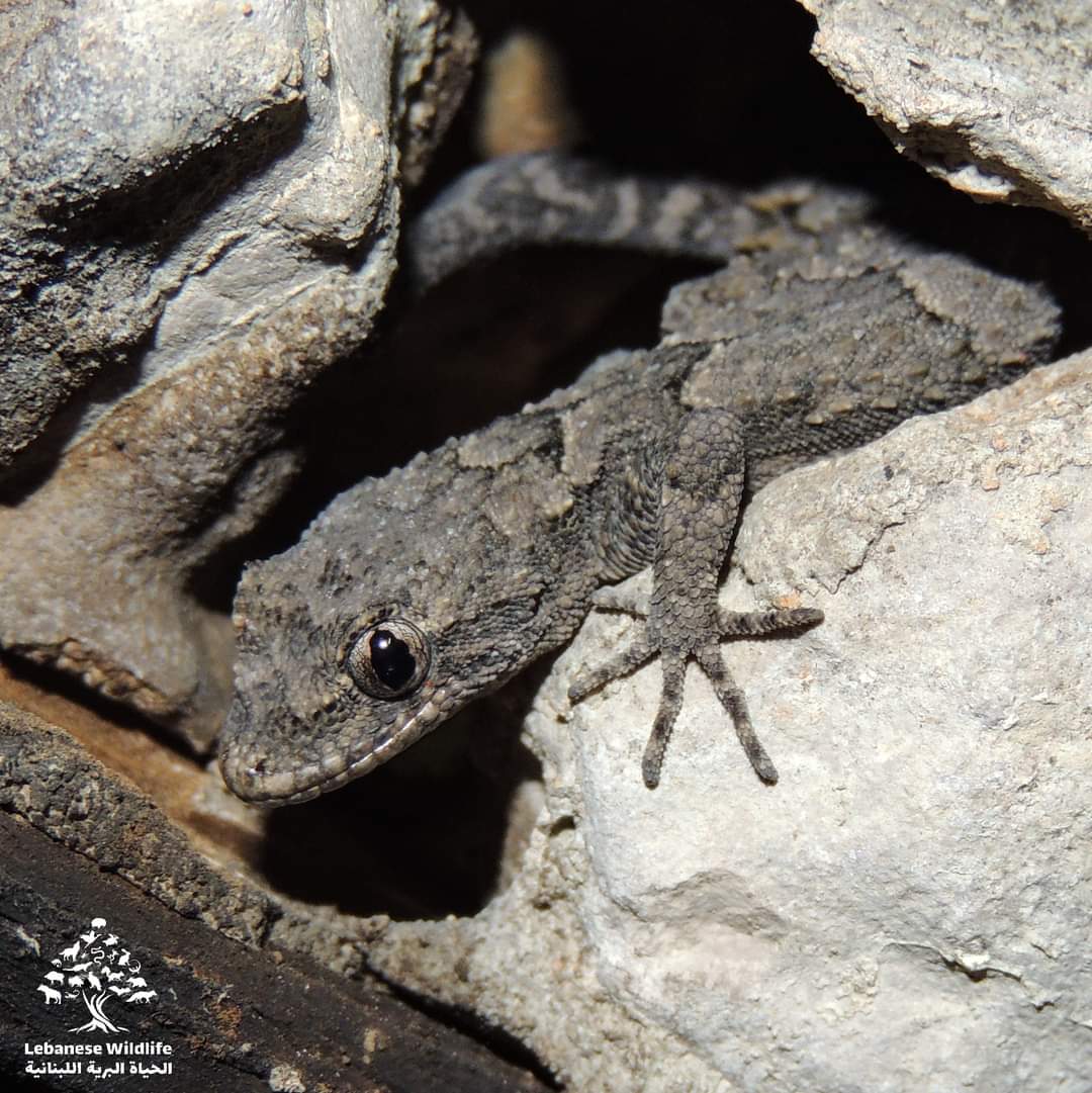 LebWildlife's tweet photo. Like house geckos, the Kotschy's geckos (Mediodactylus orientalis) often enter human residence where they help control the number of insects. https://t.co/K4BDZ2C85V