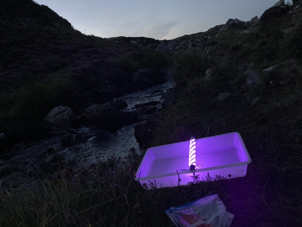 Craig Macadam (@bugsymac1) on Twitter photo Using the <a href="/caddis_project/">The Caddisfly Collective</a> light trap design to catch mayflies and caddisflies - and it works! Lots of Caenis and several species of caddis. All within just an hour of trapping. Oh, and HUGE numbers of midges!!! Using the <a href="/caddis_project/">The Caddisfly Collective</a> light trap design to catch mayflies and caddisflies - and it works! Lots of Caenis and several species of caddis. All within just an hour of trapping. Oh, and HUGE numbers of midges!!!