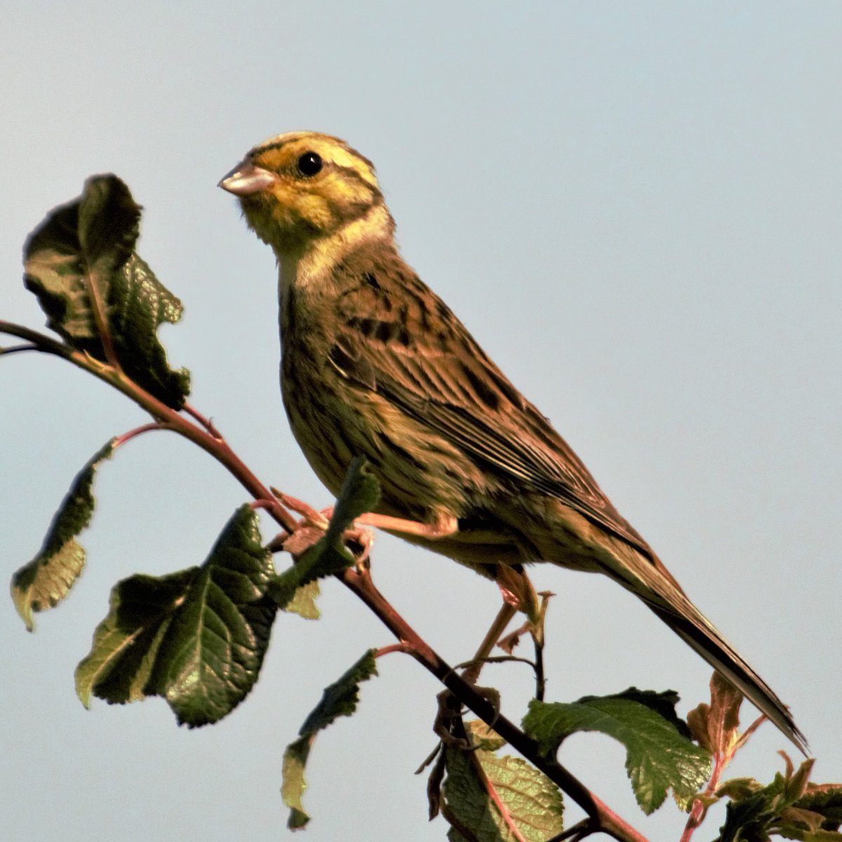 Yellowhammer (no cheese) - local wildlife <a href="/Scots_Wildlife/">Garden Wildlife Scotland 🏴󠁧󠁢󠁳󠁣󠁴󠁿🦇🦋🐝🐸🦔</a>