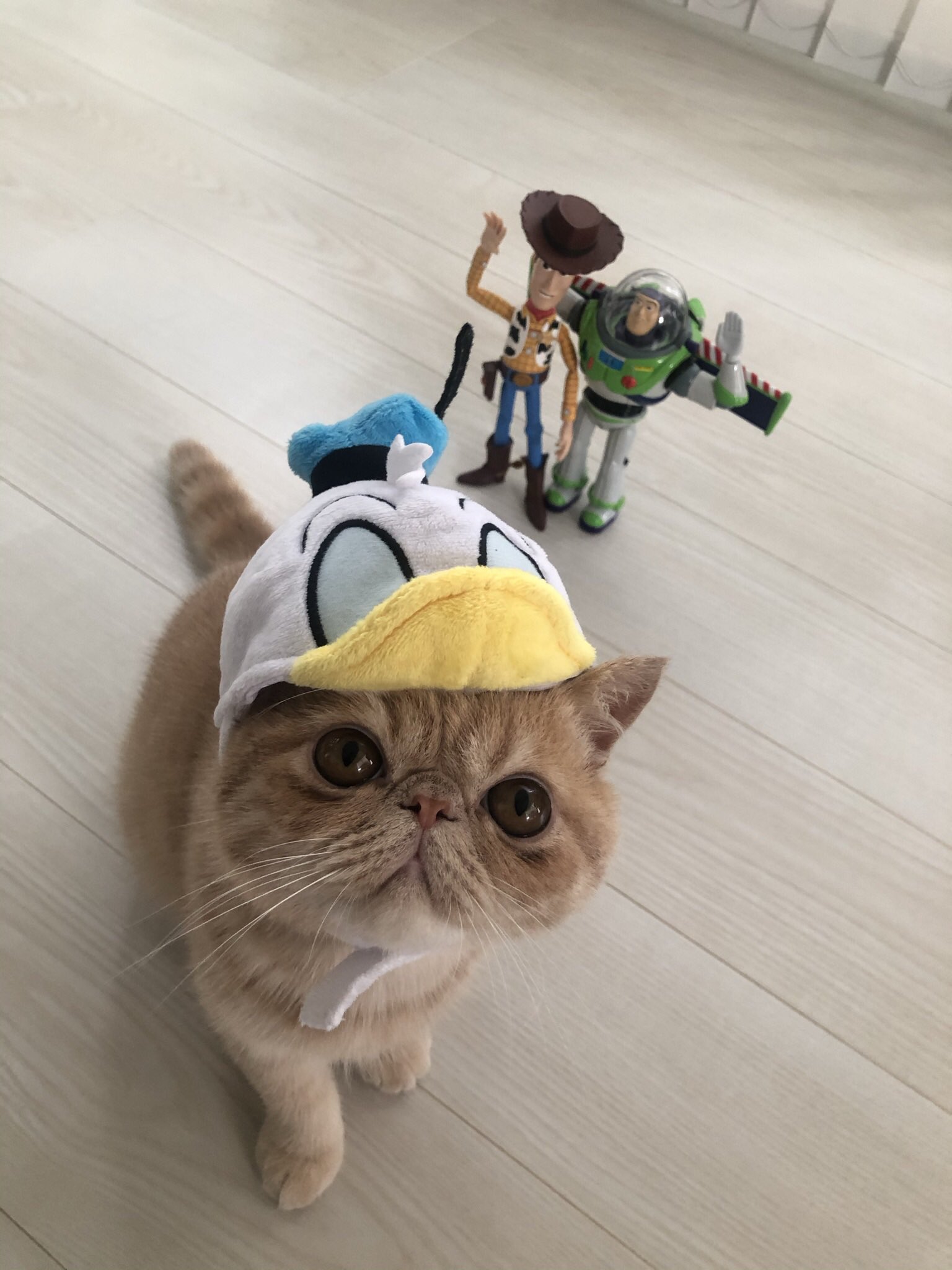 むーちゃん ディズニーランドに行けない時は ムーランドに来てね 今週もがんばろうねー エールを送るむーちゃん Mondaycat Donaldduck Disneycat Disney Cosplayer Catfashion Meowdel Cat Exoticshorthair Meow Kitty Neko かぶり むーちゃん ディズニーランドに行けない時は ムーランドに来てね 今週もがんばろうねー エールを送るむーちゃん Mondaycat Donaldduck Disneycat Disney Cosplayer Catfashion Meowdel Cat Exoticshorthair Meow Kitty Neko かぶり