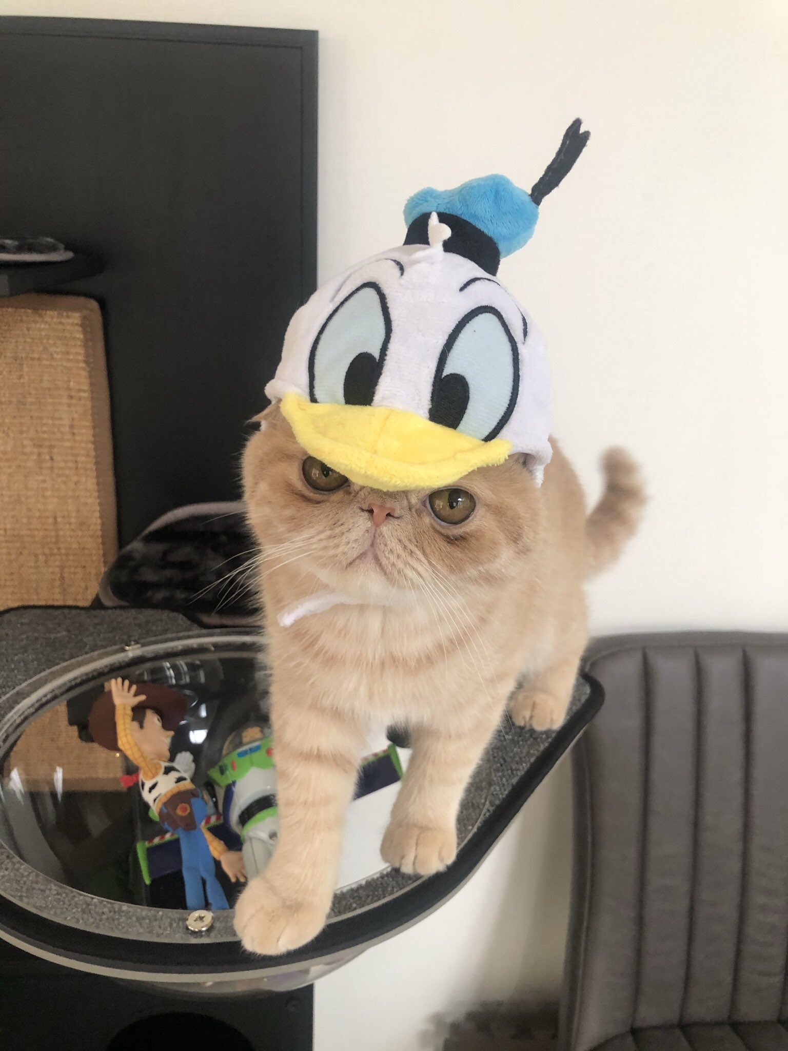ディズニー被り物 Twitter Search Twitter